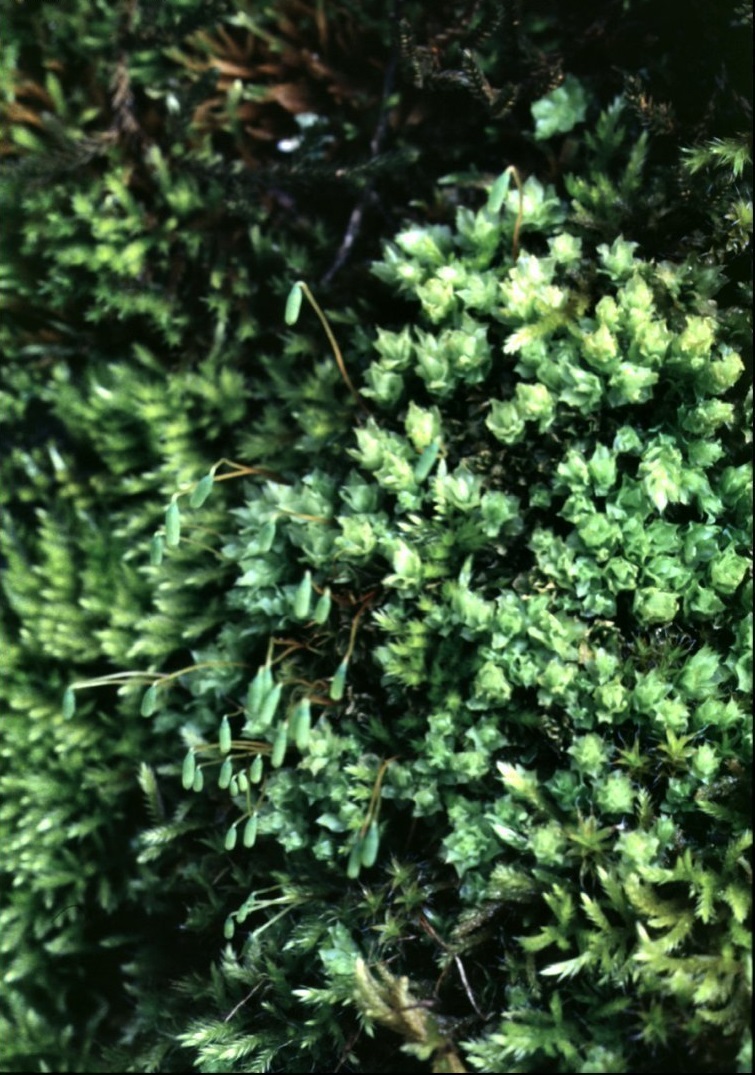 Woodsy Moss, Toothed Plagiomnium Moss