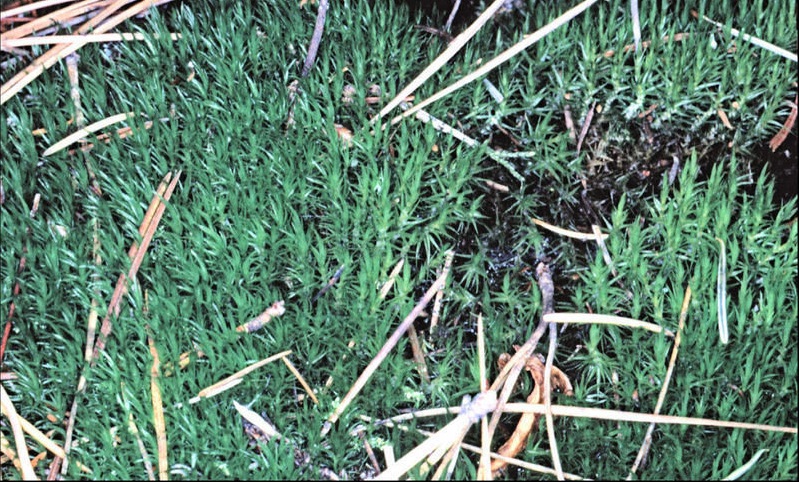 Broom Moss
