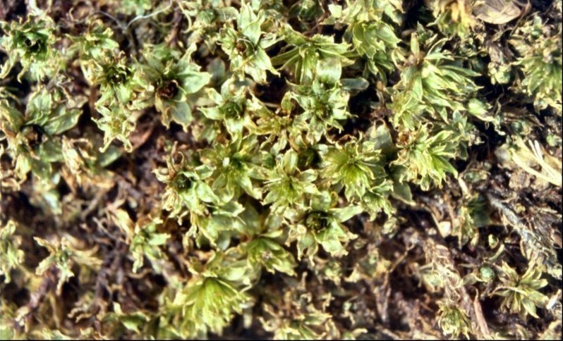 Moss Rosulabryum billarderi