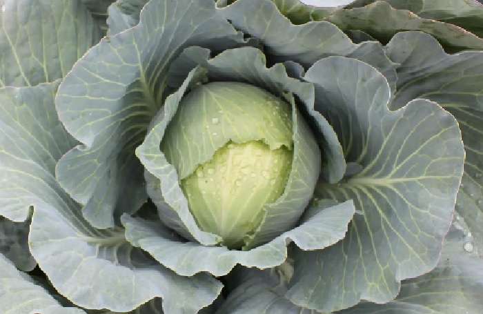 Cabbage Expat