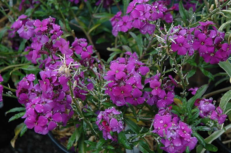 Erysimum, Wallflower Poem Lilac