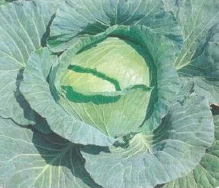 Cabbage Dae Bak Na