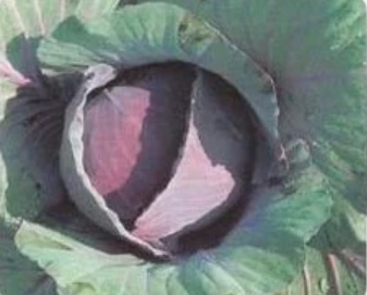 Cabbage, Red Red Mart