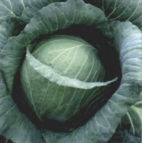 Cabbage Wonder Ball