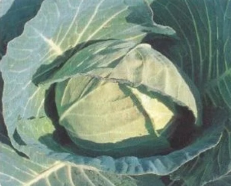 Cabbage Mart Ball