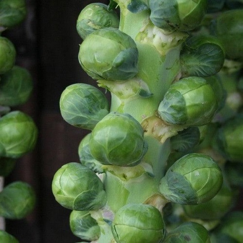 Brussels Sprout Bitesize