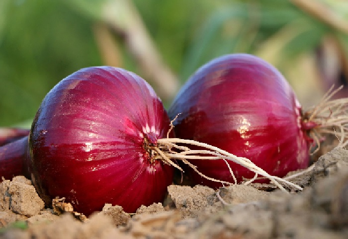 Allium, Garden Onion, Edible Onion, Red Onion Ruby Red