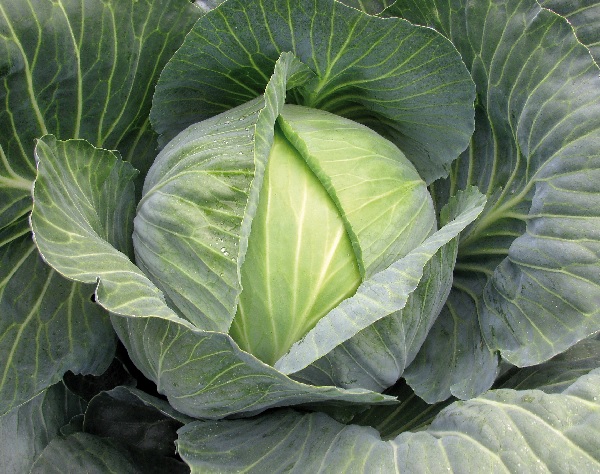 Cabbage Satie