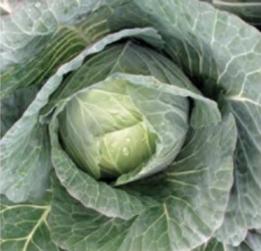 Cabbage Moreton
