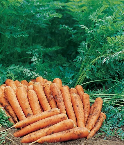 Carrot Jeannette