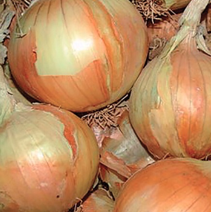 Allium, Garden Onion, Edible Onion Gabriella