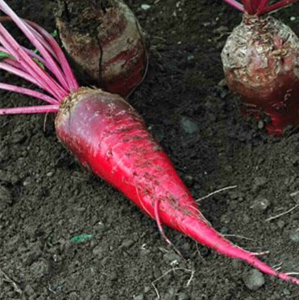Beet, Mangel Red Mammoth Fodder