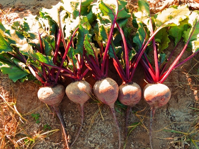 Beet Atlas