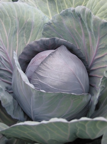 Cabbage Romanov