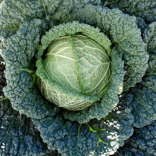 Cabbage Serpentine