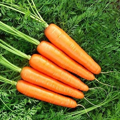Carrot Goldfinger