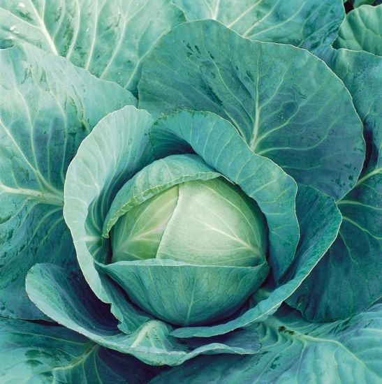 Cabbage Tekila