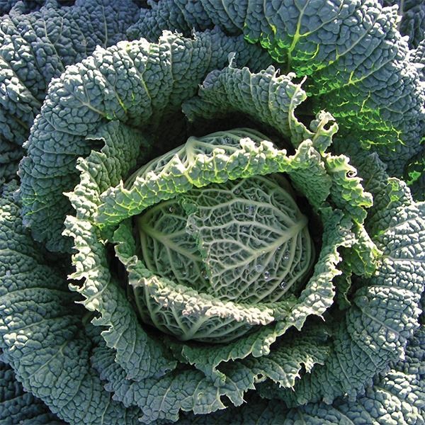Cabbage Endurance