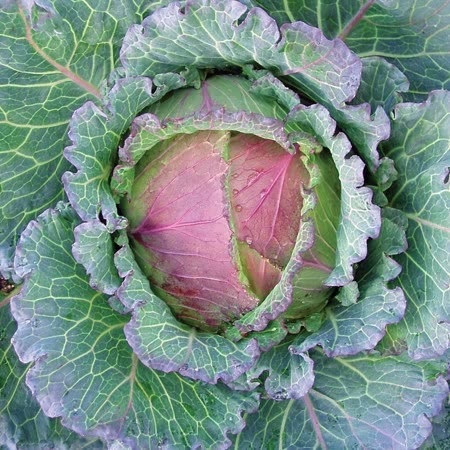 Cabbage Marabel