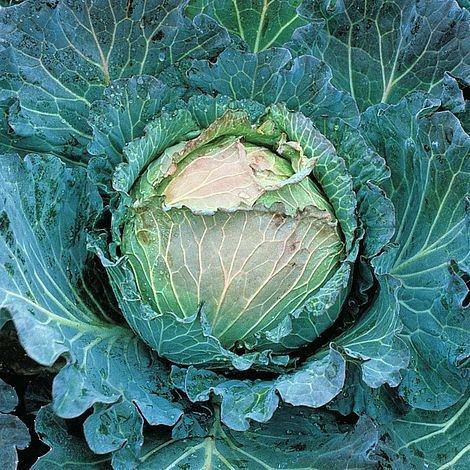 Cabbage Noelle