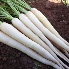 Carrot 'Snowman'
