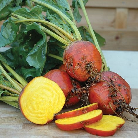 Beet Boldor