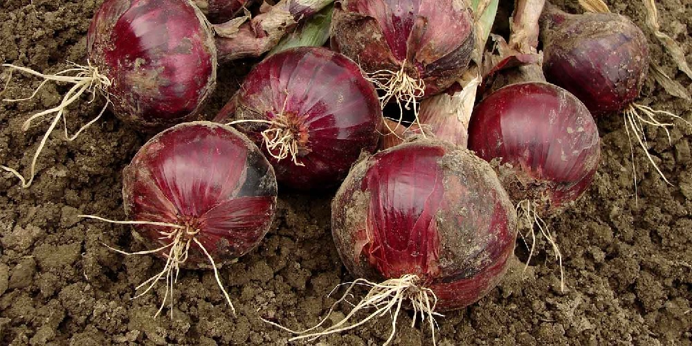 Allium, Garden Onion, Edible Onion, Red Onion Red Coach