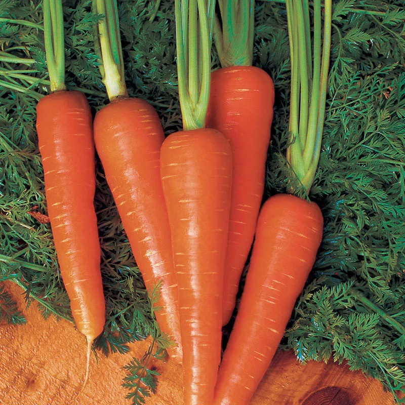 Carrot Moonraker