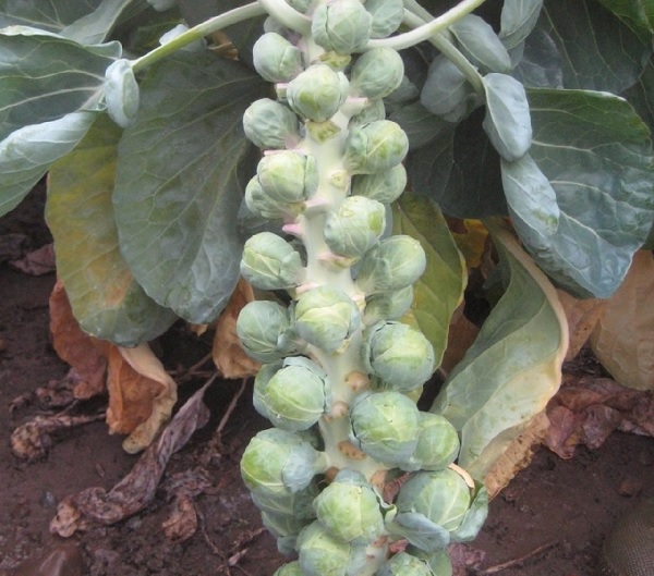Brussels Sprout Hestia