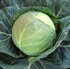 Cabbage 'Hikari Super Express'
