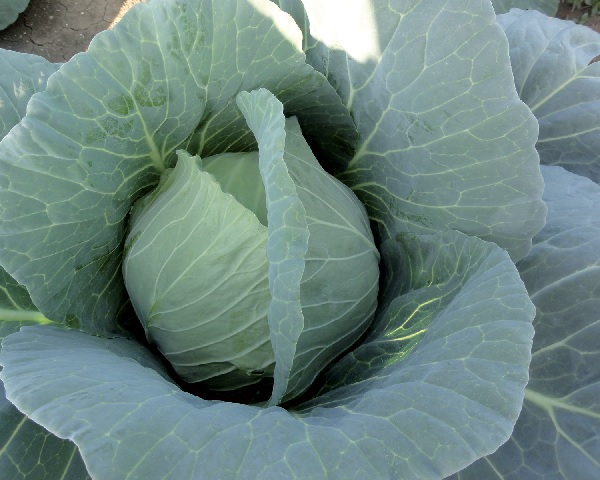 Cabbage New Midorimaru