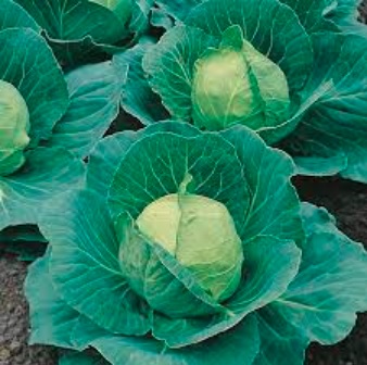 Cabbage Green Crown