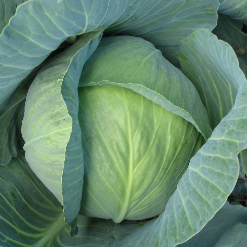 Cabbage Green Pearl