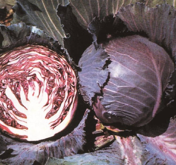 Cabbage, Red Scarlet OHara