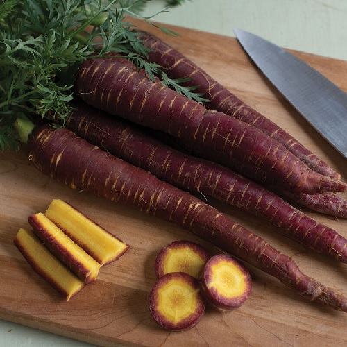 Carrot Purple Elite