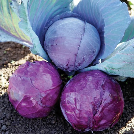 Cabbage, Red Omero