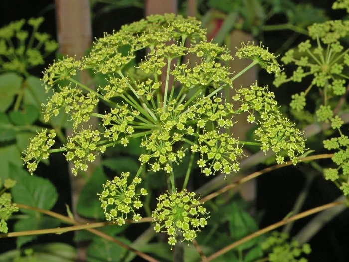 Giant Hog Fennel