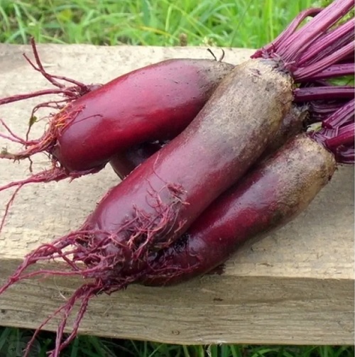 Beet Carillon