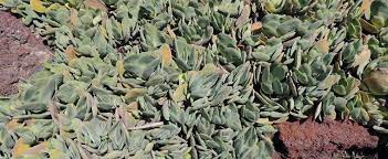 Crassula Pulvinata