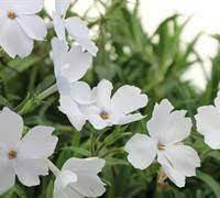 Hybrid Moss Phlox 'Paparazzi Adele'