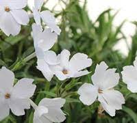 Hybrid Moss Phlox Paparazzi Adele