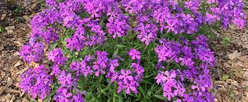Hybrid Moss Phlox Paparazzi Levine