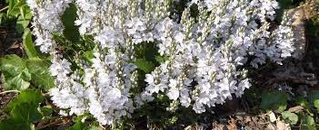 Veronica, Creeping Speedwell Ice Blue
