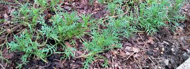 Achillea Species, Musk Yarrow, Simple Leaved Milfoil