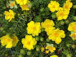 Hibbertia Species, Hairy Guinea Flower