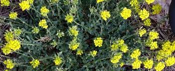 Alyssum, Alpine Alyssum, Madwort, Mountain Alyssum Golden Spring