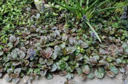 Ajuga, Bugle, Bugleweed, Carpet Bugle Jungle Beauty