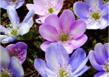 Anemone, Liverwort Tyrolean Clouds Mix