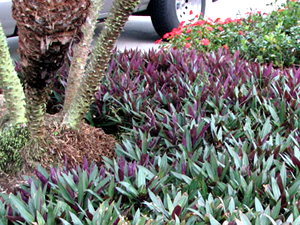 Tradescantia, Oyster Plant Dwarf