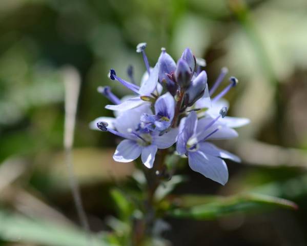 Veronica, Prostrate Speedwell Spode Blue